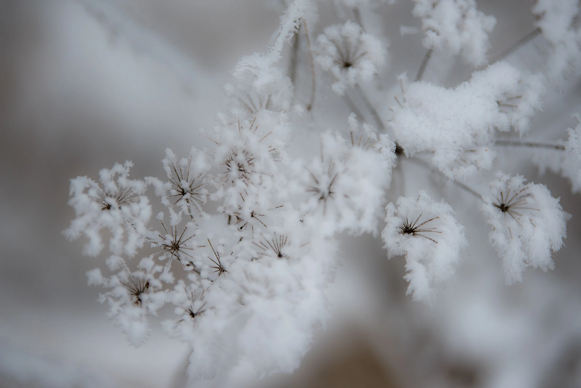 Winterkunst