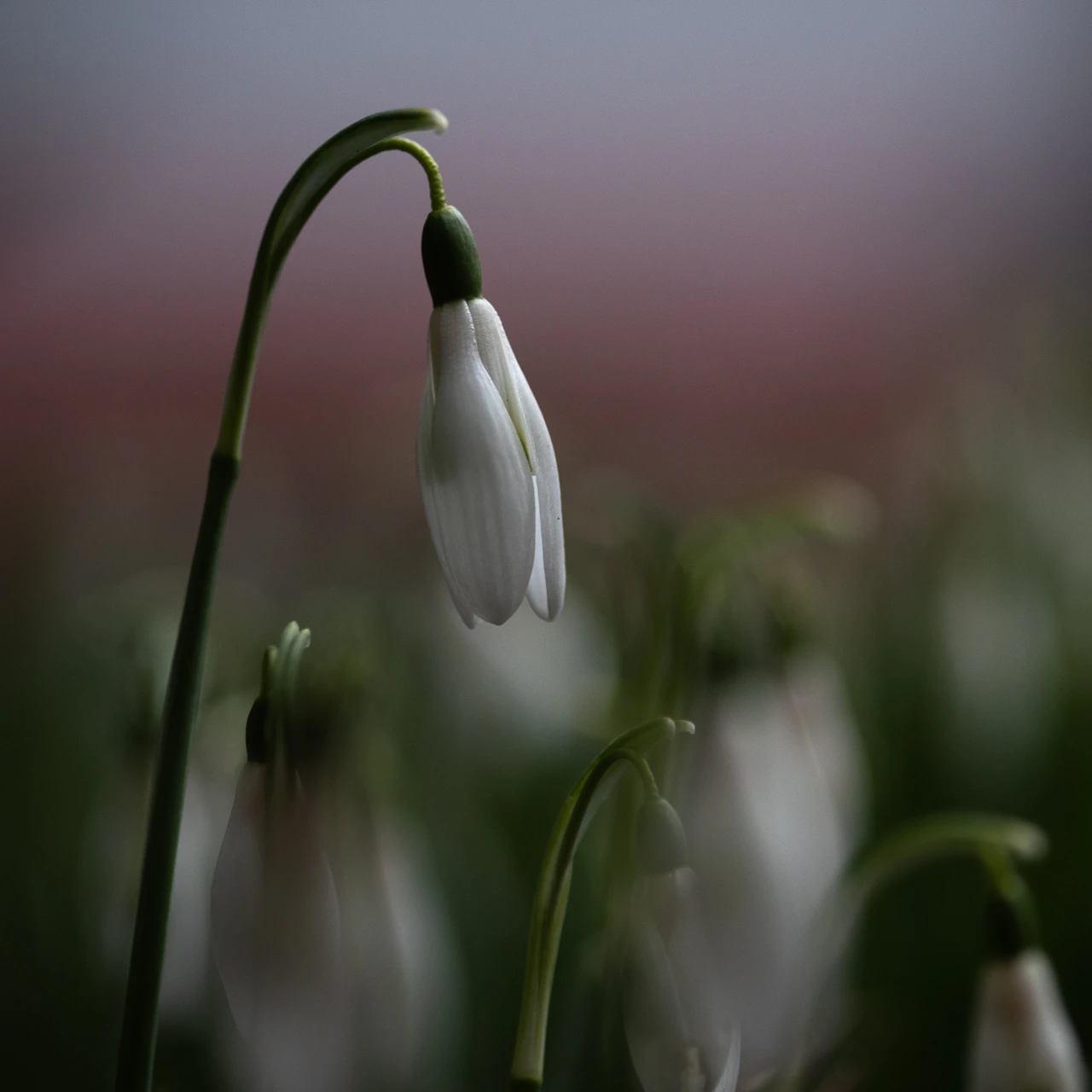 Schneeglöckchen 