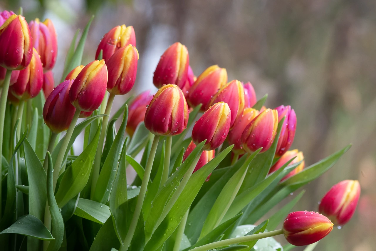 Tulpen