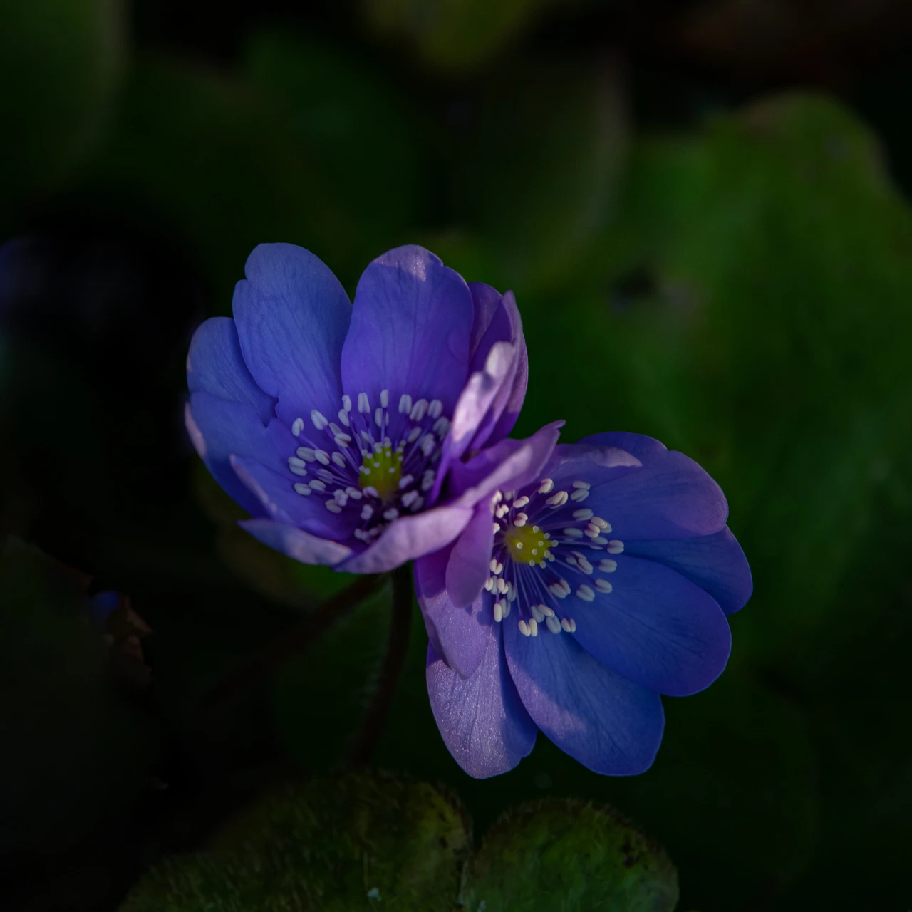 Leberblümchen