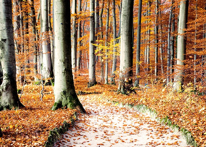 Buchenhain Sanspareil - Fränkische Schweiz Oberfranken