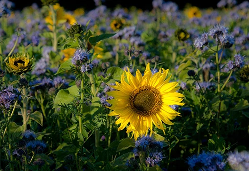 Sonnenblumen und Bienenweide